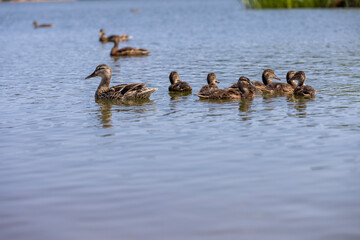 young ducklings who have plumage instead of fluff