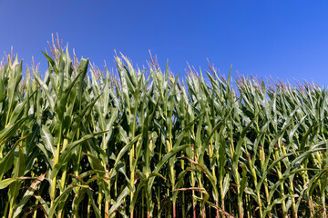 a field with a harvest of unripe green corn