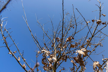 the tree of the petiolate oak without foliage at the beginning of spring