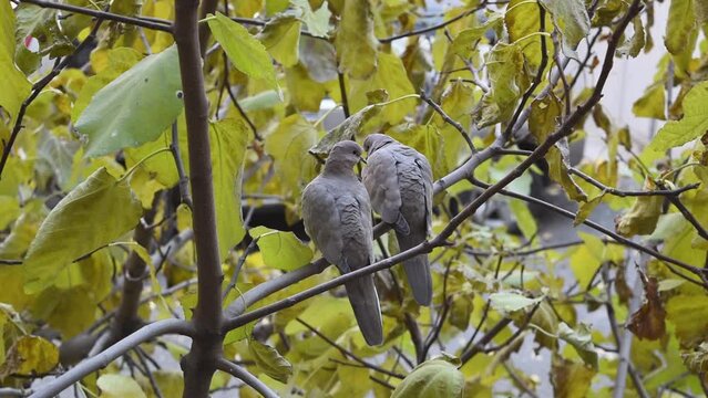 Two turtle doves on the tree branch in autumn