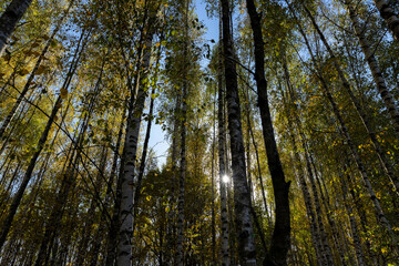 Autumn forest with a large number of birch trees