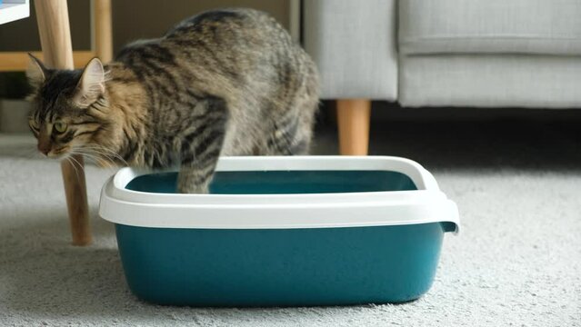 A domestic cat cleans up the toilet, digs cat litter in the tray with its paw
