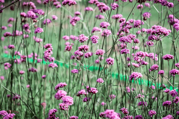 Closeup of some small purple flowers in summer