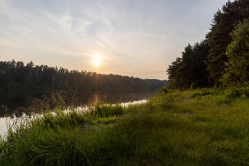 trees in the forest during sunset in the summer season