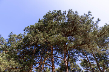 green needles on pine trees in sunny clear weather, pine trees