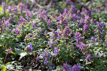 beautiful purple flowers in the forest