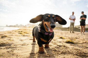 A dachshund enjoying the beach