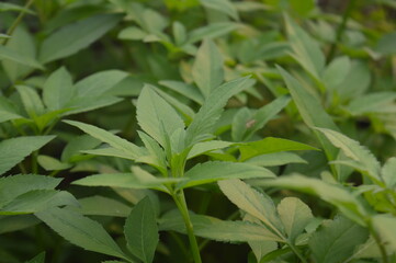 selective focus, leaf background of Bandotan wild plant with the scientific name Ageratum conyzoides, a type of agricultural weed belonging to the Asteraceae tribe.