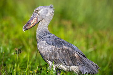 Obraz na płótnie Canvas Shoebill Stork Uganda