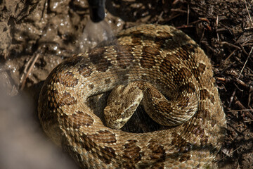 Alberta prairie rattlesnake drinking water from its scales 