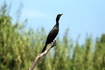 blackbird