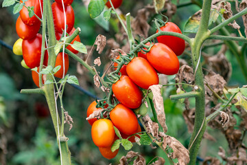 Growing of red salad or sauce tomatoes  on outdoor plantations in Fondi, Lazio, agriculture in Italy