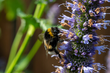 Honey bee insect pollinates purple flowers of agastache foeniculum anise hyssop, blue giant hyssop plant