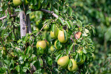 Green organic orchards with rows of Concorde pear trees with ripening fruits in Betuwe, Gelderland, Netherlands