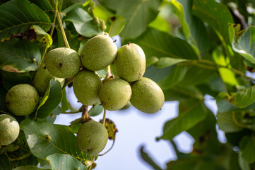 Walnut tree with big ripe nuts in green shell close up