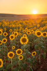 sunflower field in the morning