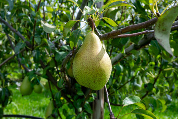 Green organic orchards with rows of Concorde pear trees with ripening fruits in Betuwe, Gelderland, Netherlands