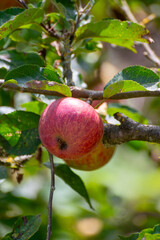 Harvesting time in fruit region of Netherlands, Betuwe, Gelderland, plantation of apple fruit trees in september, elstar, jonagold, ripe apples