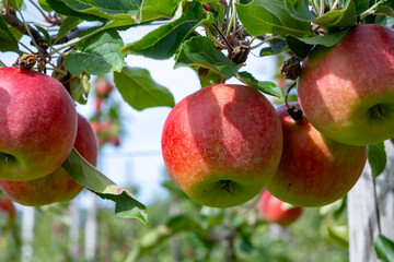 Harvesting time in fruit region of Netherlands, Betuwe, Gelderland, plantation of apple fruit trees in september, elstar, jonagold, ripe apples
