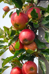 Harvesting time in fruit region of Netherlands, Betuwe, Gelderland, plantation of apple fruit trees in september, elstar, jonagold, ripe apples
