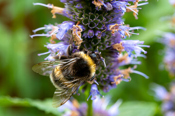 Honey bee insect pollinates purple flowers of agastache foeniculum anise hyssop, blue giant hyssop...