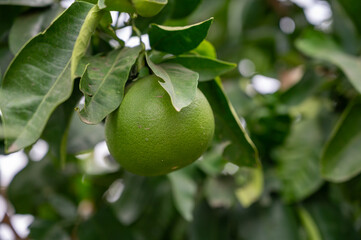Tangerine mandarin tree with many green unripe citrus fruits