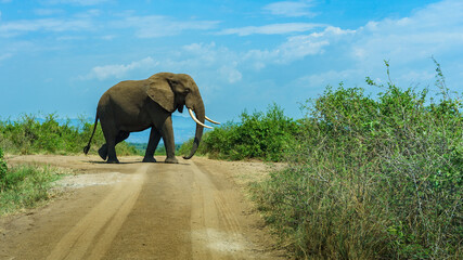 Elephant crossing the road. Uganda
- 648105775
