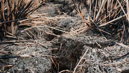 Rice straw burning in rice fields after harvest
