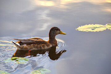 A duck swims on a large beautiful lake with blue water