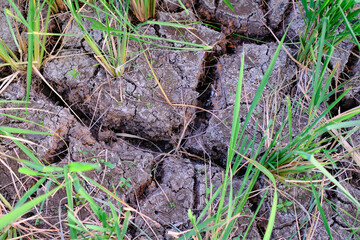 The ground is cracked due to drought in the rice fields and bad ecology. soil reclamation