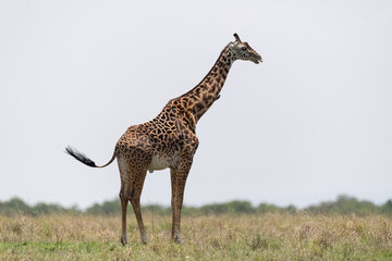African GIraffe from the savannah of masaimara, kenya
