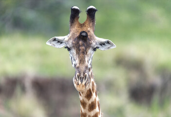 African GIraffe from the savannah of masaimara, kenya