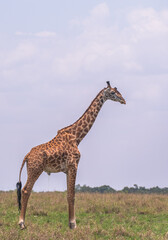 African GIraffe from the savannah of masaimara, kenya
