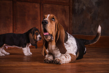 One Basset puppy and adult dog on a brown leather sofa in an expensive wooden parquet at office...