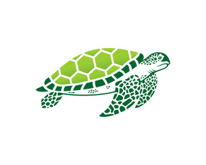 Green turtle and shell vector illustration
