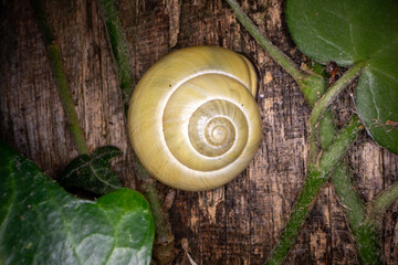 Macro Foto of a Snail