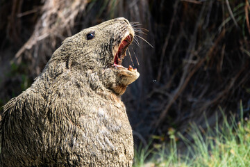 Huge Sealion roars on the beach