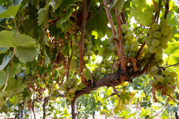 White grapes on a vine in Italy