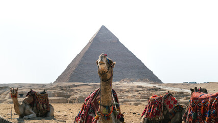 Panoramic portrait of several camels or dromedaries sitting on the sand in the middle of the desert. In the background you can see the Pyramids of Giza, including Cheops, Chephren and Mykerinos.