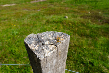 Grand ballon d'alsace en France