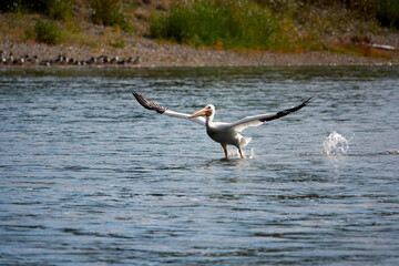 Grand Teton national park, lake, pelican fishing