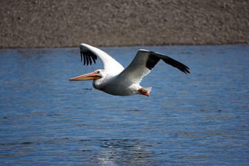 Fototapeta na wymiar Grand Teton national park, lake, pelican fishing