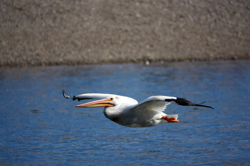 Grand Teton national park, lake, pelican fishing