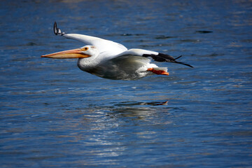 Grand Teton national park, lake, pelican fishing