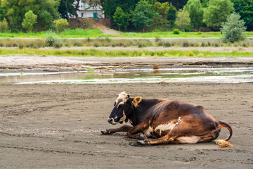 Sick cow resting on the sand