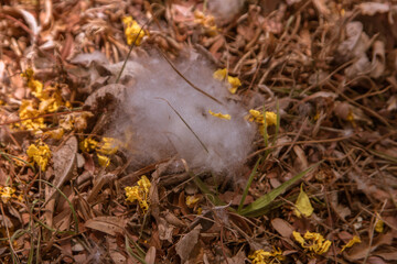 Kapoc flocks on autumn ground with dried leaves and flowers