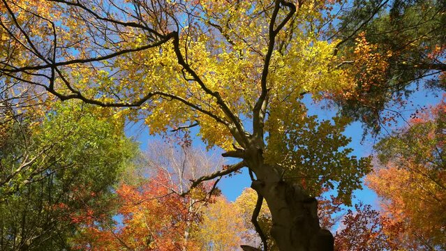 Gorgeous autumn scenery of a forest canopy in vibrant beautiful colors, with the camera slowly rotating under an old beech tree
