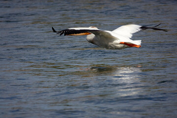 Fototapeta na wymiar Grand Teton national park, lake, pelican fishing
