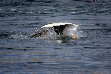 Grand Teton national park, lake, pelican fishing