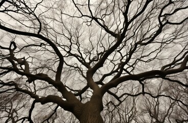Leafless tree branches view. Generate Ai